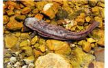 娃娃魚(yú)——大鯢